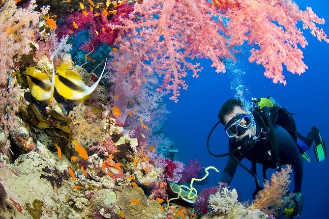 Diving Day Trip By Boat at Ras Mohamed or Tiran Island
