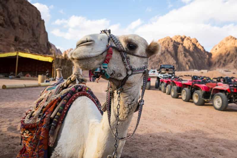 Camel Ride, Bedouin Dinner and Star Gazing in Sharm